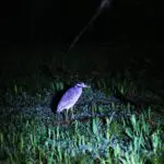 Gallery Thumbnail 1